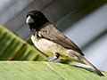Yellow-bellied Seedeater, Gamboa, Panama