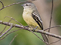 Yellow-crowned Tyrannulet, Gamboa Ammo Dump, Panama