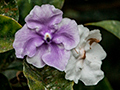 Yesterday, Today and Tomorrow, Tranquilo Bay Lodge, Bastimentos Island, Panama