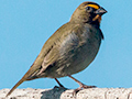 Yellow-faced Grassquit, Chiriqu Grande, Bocas del Toro, Panama