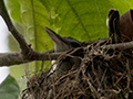 Nesting Yellow-green Vireo, Panama