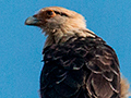 Yellow-headed Caracara, Chiriqu Grande, Bocas del Toro, Panama