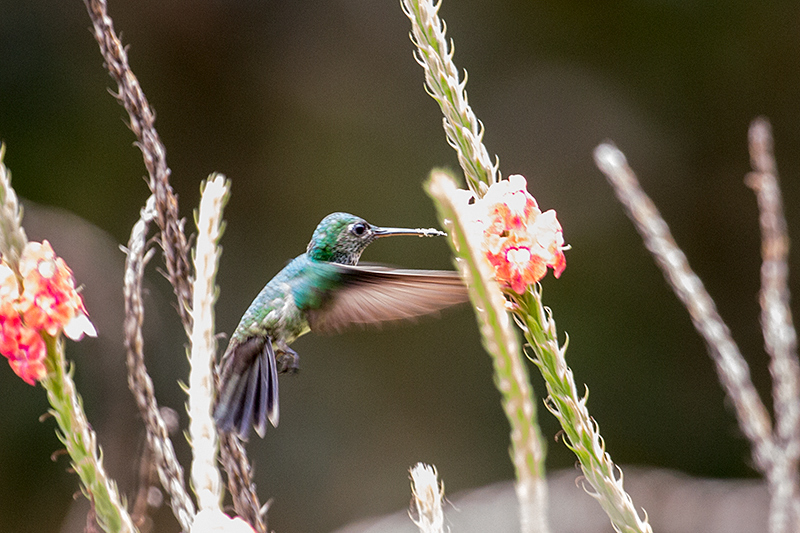 Blue-chested Hummingbird, Tranquilo Bay Lodge, Bastimentos Island, Panama by Richard L. Becker