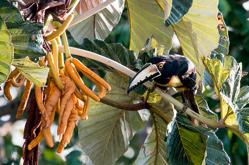 Collared Aracari, Canopy Tower, Panama