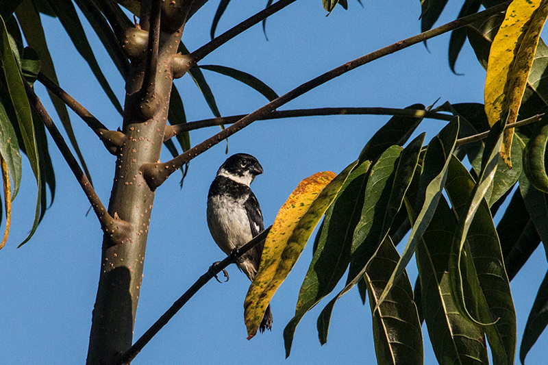 Morelet's Seedeater, Chiriqu Grande, Bocas del Toro, Panama