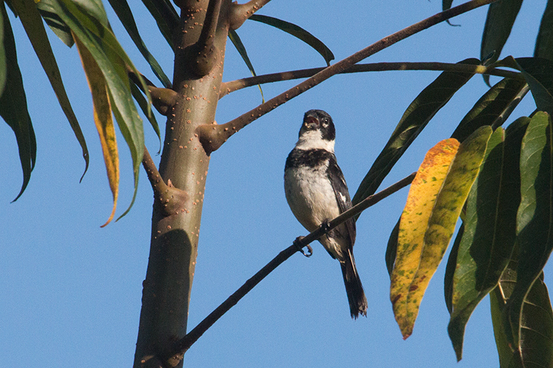 Morelet's Seedeater, Chiriqu Grande, Bocas del Toro, Panama