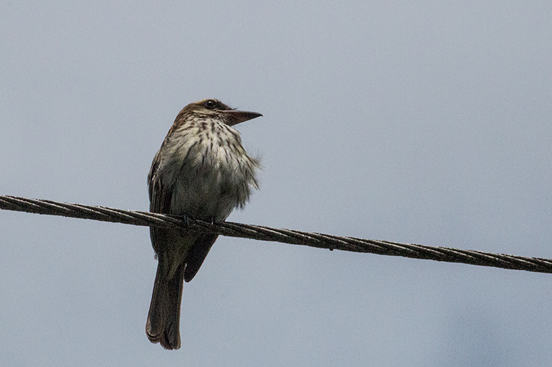 Streaked Flycatcher, Gamboa Rainforest Resort, Panama by Richard L. Becker