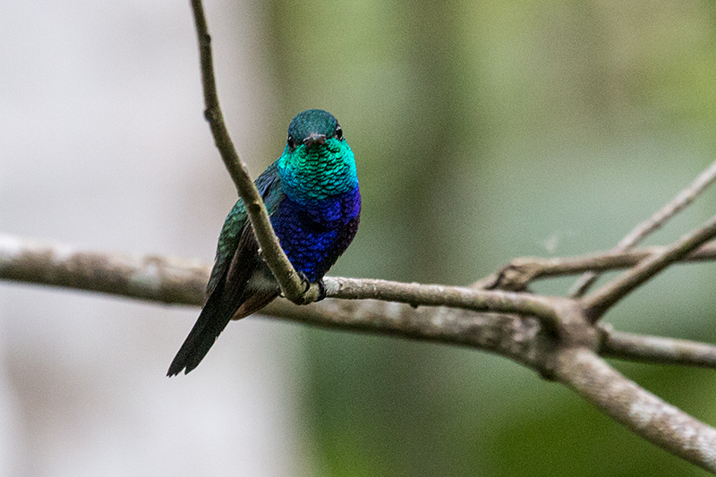 Violet-bellied Hummingbird, Rainforest Discovery Center, Panama