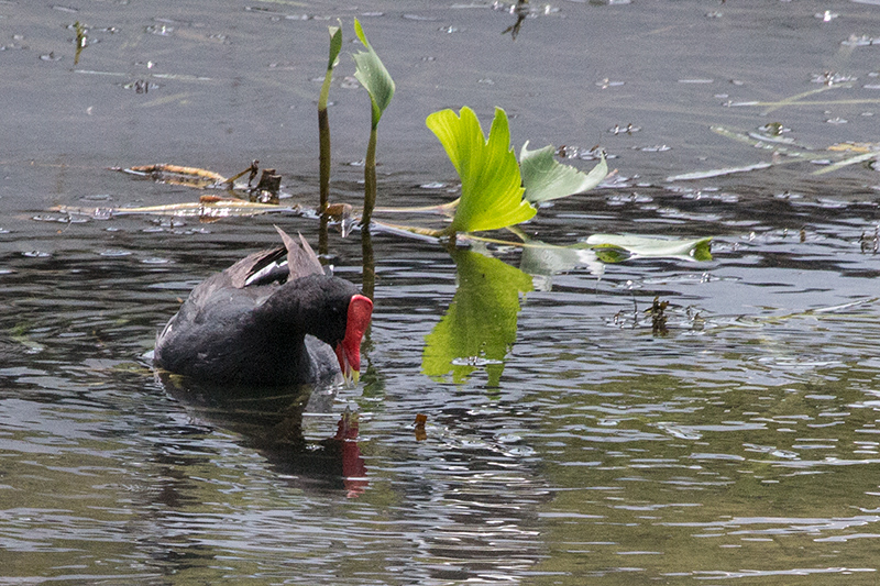 Wattled Jacana, Gamboa Rainforest Resort Marina, Panama by Richard L. Becker