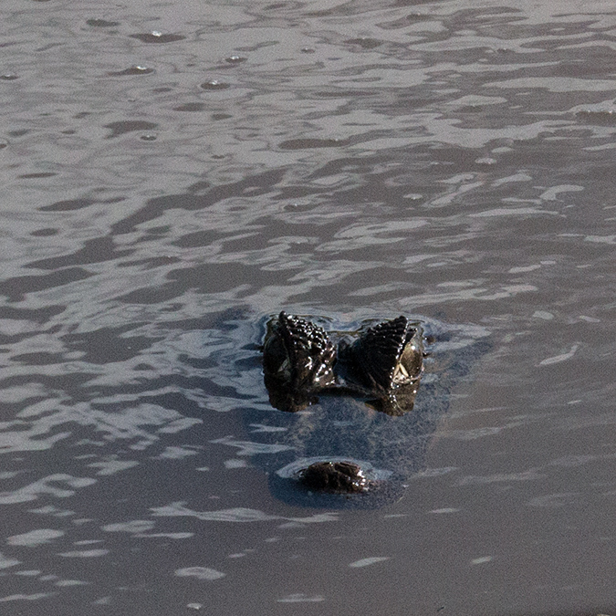 Spectacled Caiman (Common Caiman), Chiriqu Grande, Bocas del Toro, Panama