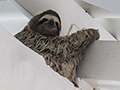Sloth in the Rafters of the Canopy Lodge, Panama