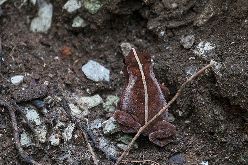 Striped Toad, Rainforest Discovery Center, Panama