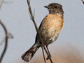 African Stonechat, Dullstroom, South Africa