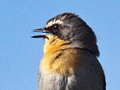 Cape Robin-Chat
