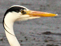 Grey Heron, South Africa