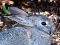 Scrub Hare, South Africa