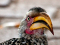 The Birds of South Africa and Other South African Images by Richard L. Becker