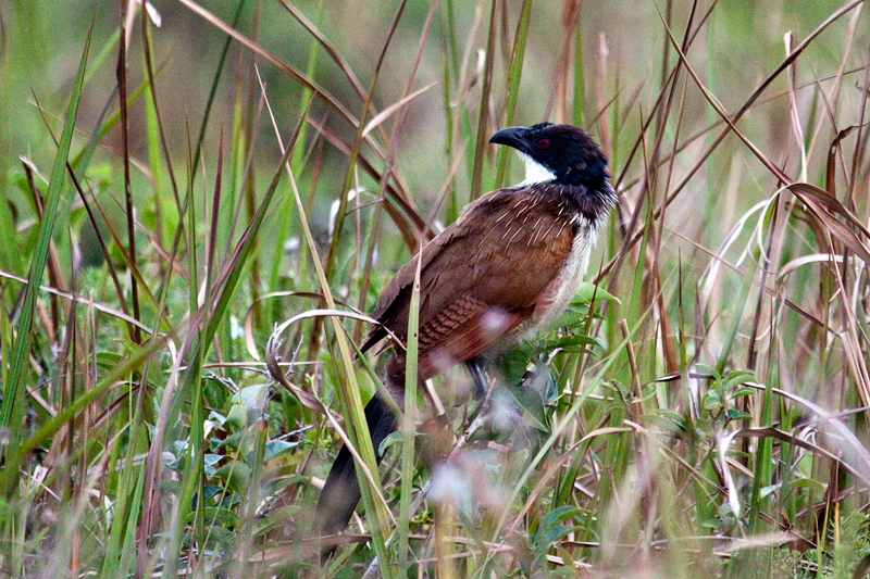 Burchell's Coucal (White-browed Coucal), Cape Vidal, iSimangaliso Wetland Park, KwaZulu-Natal, South Africa