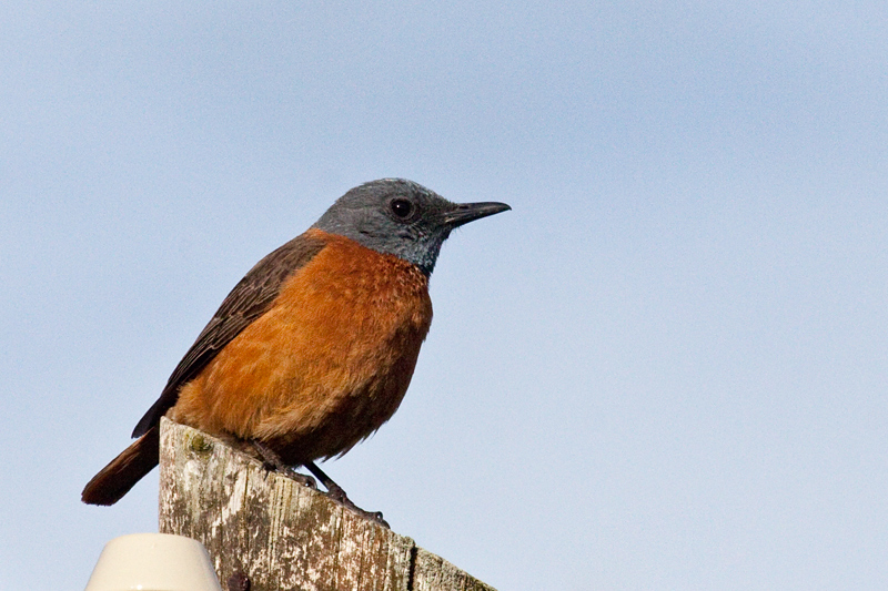 Cape Rock-Thrush, Fernkloof Nature Reserve, Hermanus, South Africa