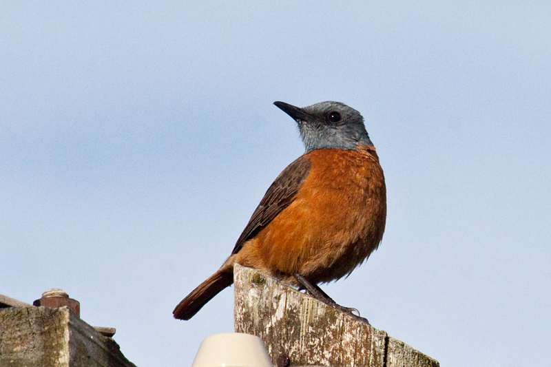 Cape Rock-Thrush, Fernkloof Nature Reserve, Hermanus, South Africa