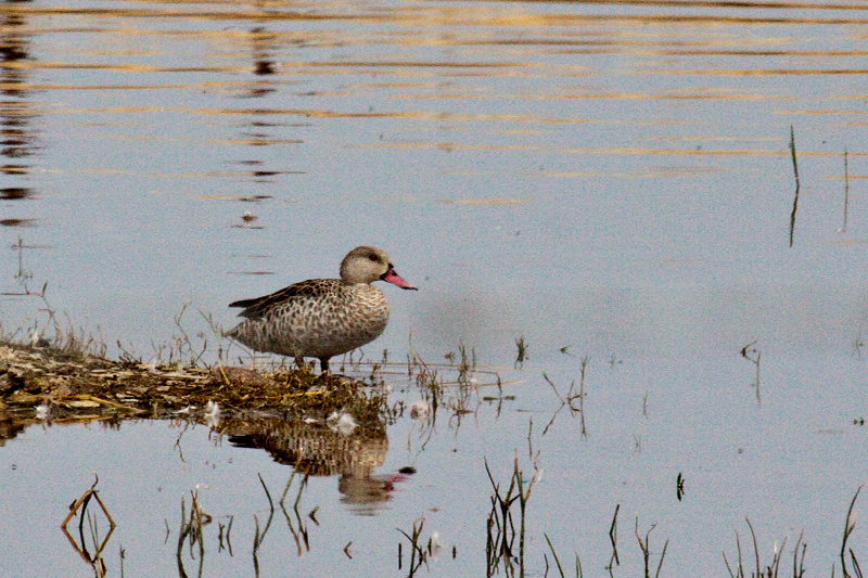 Cape Teal, en route Ceres to Velddrif, South Africa