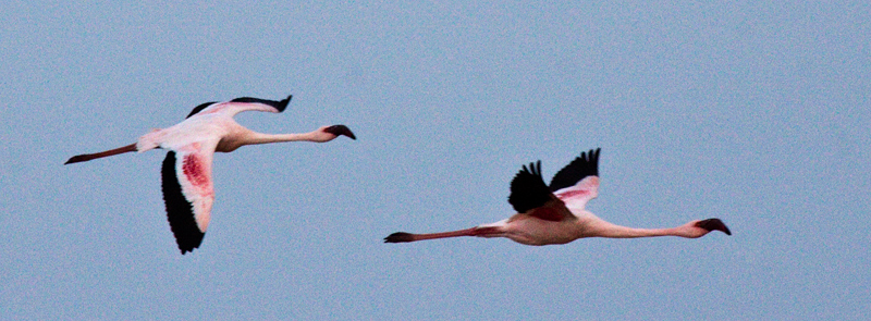 Lesser Flamingo, Velddrif Salt Works, South Africa