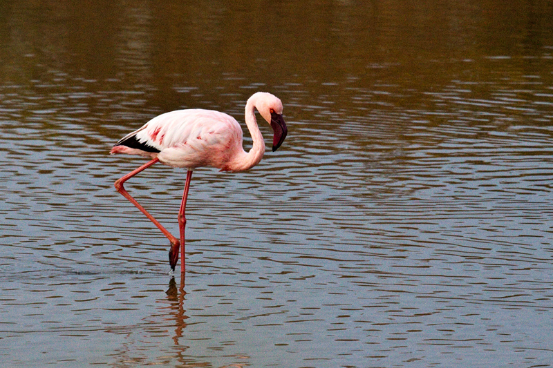 Lesser Flamingo, Velddrif Salt Works, South Africa