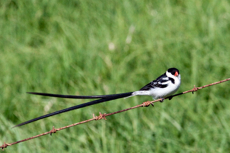Pin-tailed Whydah, Western Cape, South Africa