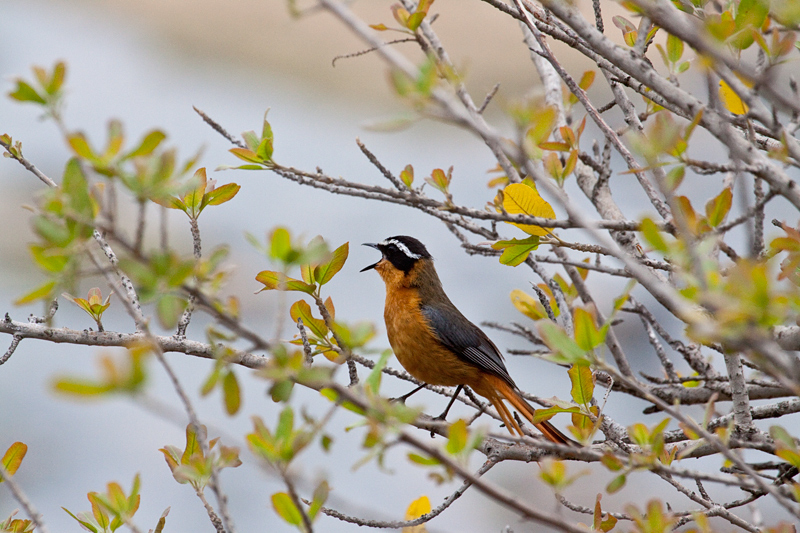White-browed Robin-Chat, Olifant's Rest Camp Drive, Kruger National Park, South Africa