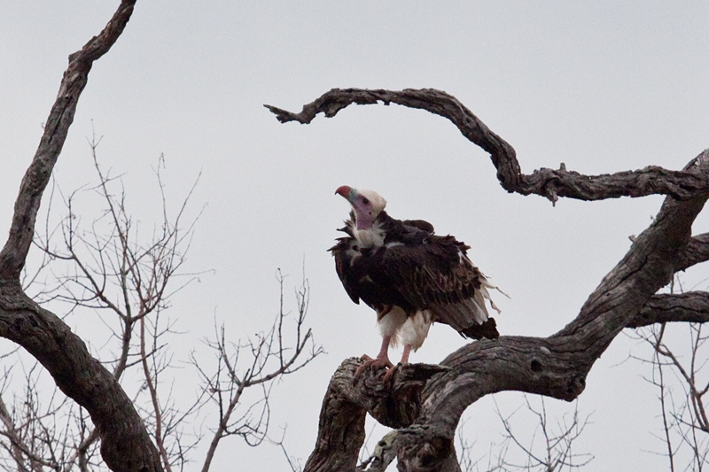 White-headed Vulture, En Route Skukuza to Olifant's Rest Camp, Kruger National Park, South Africa