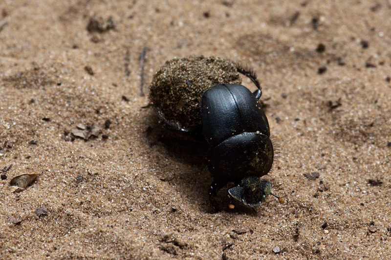Dung Beetle, Cape Vidal, iSimangaliso Wetland Park, KwaZulu-Natal, South Africa