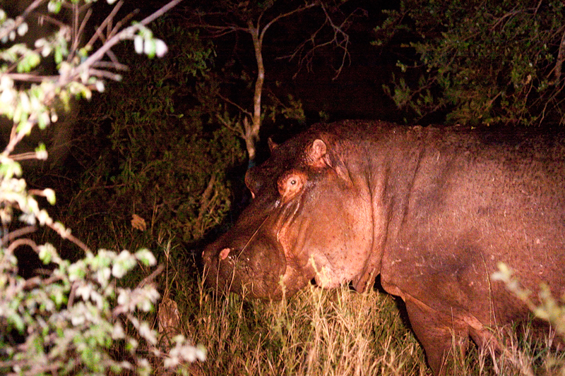 Hippopotamus, Night Drive out of Satara Rest Camp, Kruger National Park, South Africa