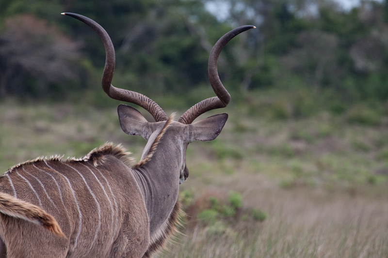 Greater Kudu, Cape Vidal, iSimangaliso Wetland Park, KwaZulu-Natal, South Africa