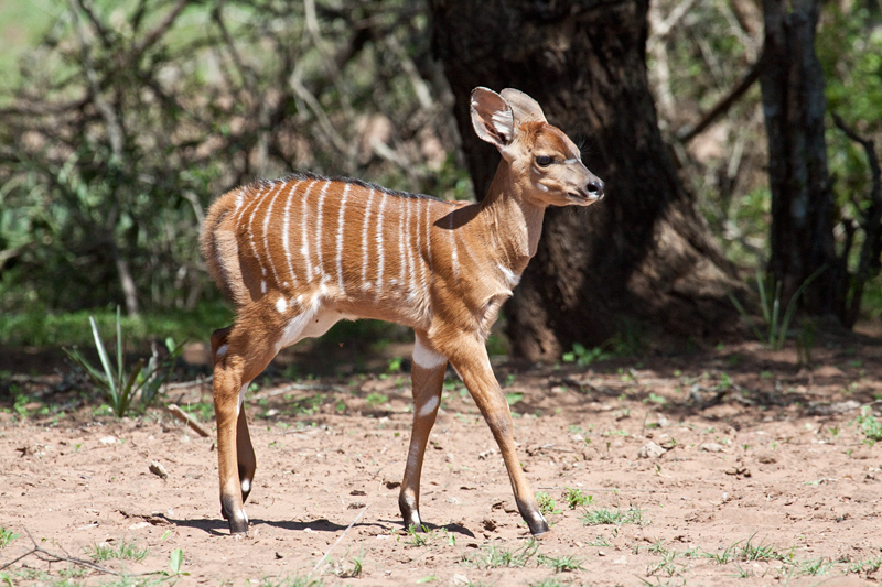 Baby Nyala, Kumasinga Waterhole, Mkuze Game Reserve, iSimangaliso Wetland Park, KwaZulu-Natal, South Africa