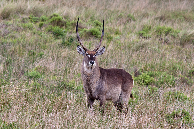 Male Waterbuck, Cape Vidal, iSimangaliso Wetland Park, KwaZulu-Natal, South Africa