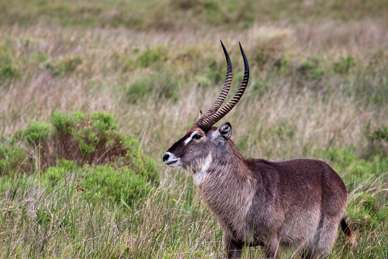 Male Waterbuck, Cape Vidal, iSimangaliso Wetland Park, KwaZulu-Natal, South Africa
