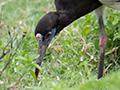 Abdim's Stork, Ngorongoro Crater, Tanzania