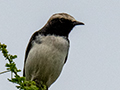 Abyssinian Wheatear, Schalow's Subspecies, Tanzania