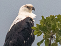 African Fish Eagle, Small Serengeti, Tarangire NP, Tanzania