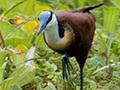 African Jacana, Tarangire NP, Tanzania