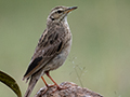 African Pipit, Ngorongoro Crater, Tanzania