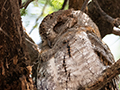 African Scops-Owlen Route, to Lake Manyara Serene Mountain Lodge, Tanzania