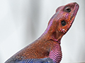 Agama Lizard, Seronera Area, Serengeti NP, Tanzania