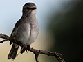 African Gray Flycatcher, Lemiani Circuit Tarangire NP, Tanzania