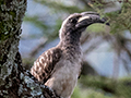 African Gray Hornbill, Seronera Area, Serengeti NP, Tanzania