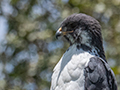 Augur Buzzard, Tanzania