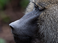 Olive Baboon, Lake Manyara NP Game Drive, Tanzania
