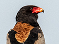Bateleur, Ngorongoro Crater, Tanzania
