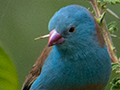 Blue-capped Cordonbleu, Seronera Area, Serengeti NP, Tanzania