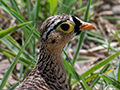 Black-faced Sandgrouse